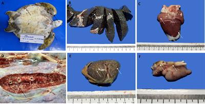 Mycobacterium gordonae infection in a free-ranging green turtle (Chelonia mydas), Brazil